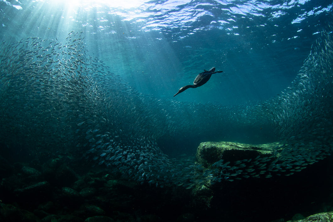 Double-crested cormorant hunting fish underwater