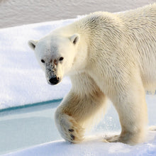 Load image into Gallery viewer, Polar Bear — Photograph on Fine Art Paper