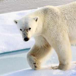 Polar Bear — Photograph on Fine Art Paper