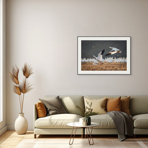 Snow Geese — Photograph on Fine Art Paper