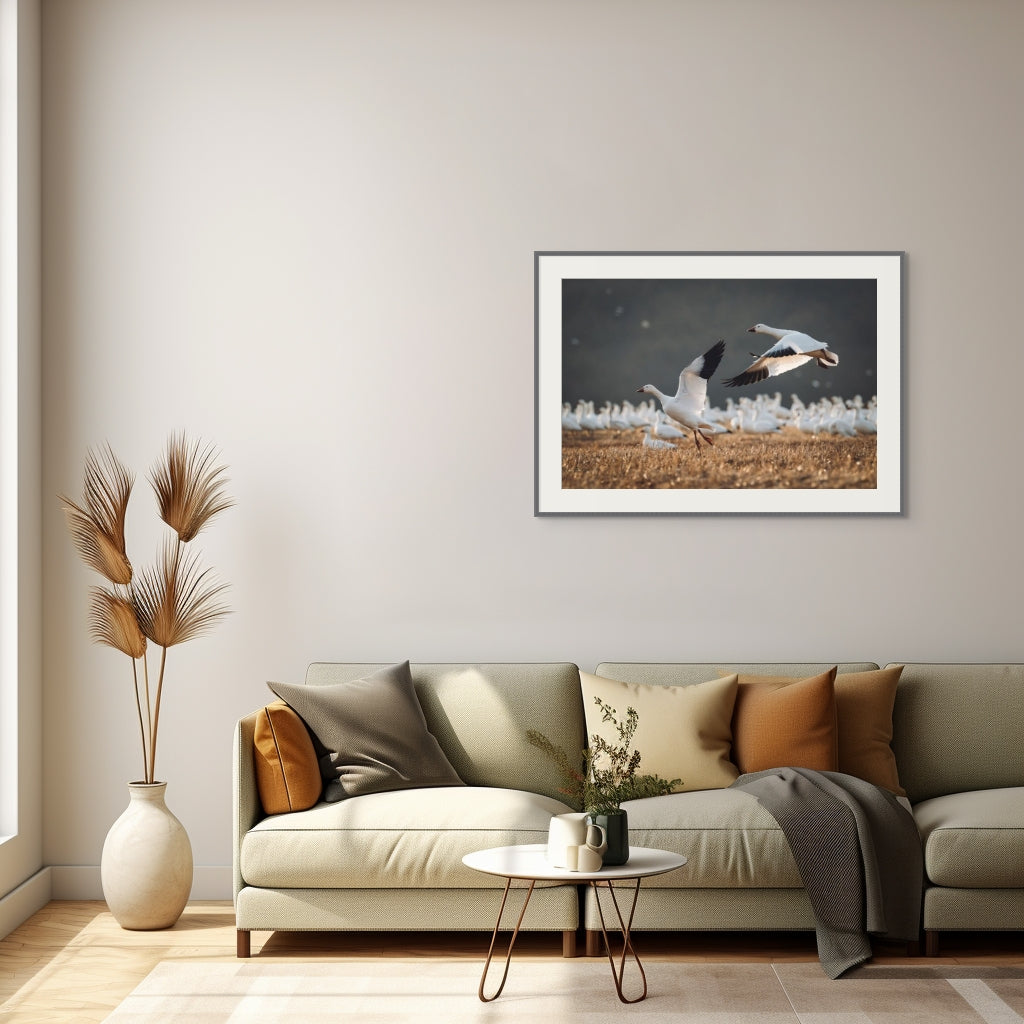 Snow Geese — Photograph on Fine Art Paper