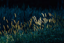 Load image into Gallery viewer, Backlit Meadow — Photograph on Fine Art Paper