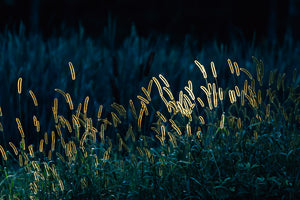 Backlit Meadow — Photograph on Fine Art Paper