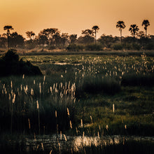 Load image into Gallery viewer, Okavango — Photograph on Fine Art Paper