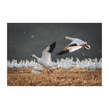 Load image into Gallery viewer, A pair of snow geese take flight 