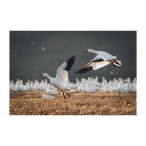 A pair of snow geese take flight 