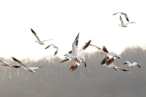 Wild Goose Chase - Photograph on Wood